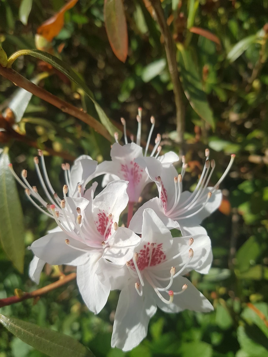 R. yunnanense